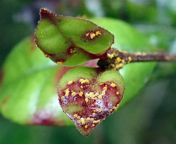 △ 球锈菌感染的植物
