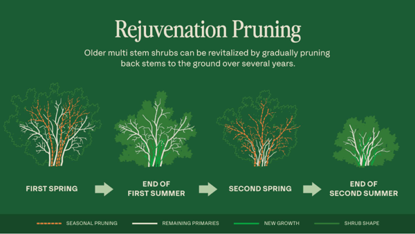 复壮修剪 Rejuvenation Pruning.png