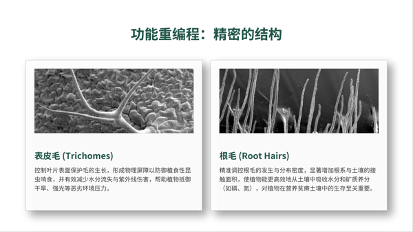 5 功能重编程:精密的结构.png