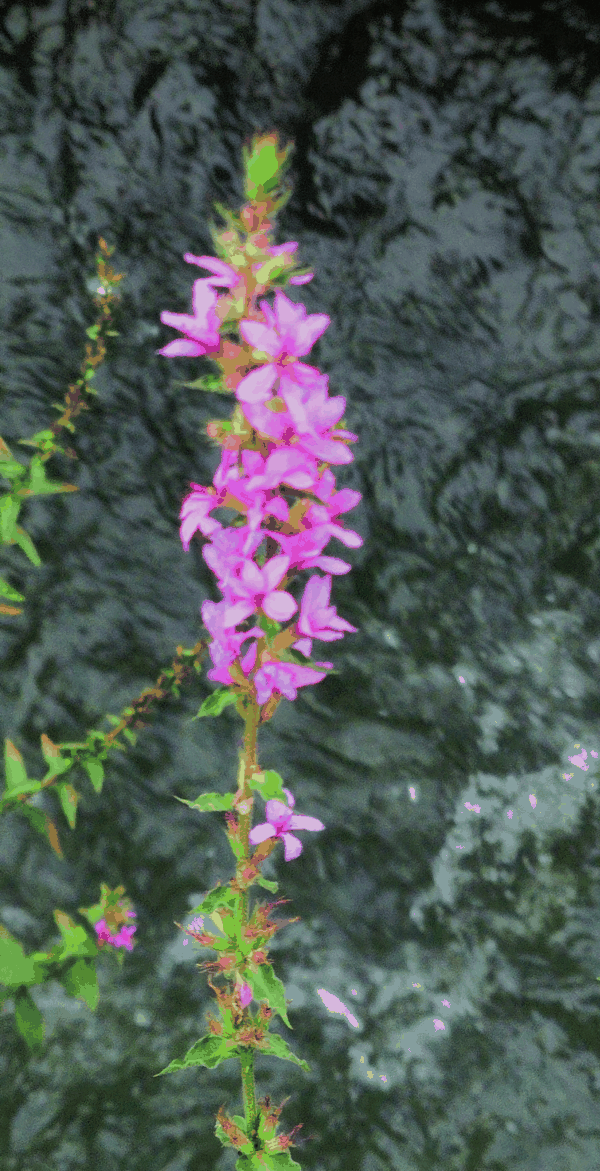 IMG_20240801_180201.jpg