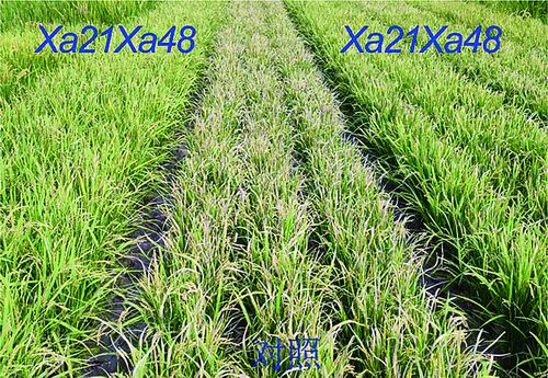 分子植物卓越中心供图