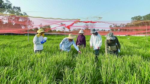 ▲何祖华（左二）与林辉（左一）等团队成员在田间观察水稻表型，为抗病品种培育获取关键数据。