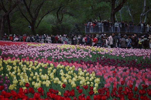 4月11日，中山公园，郁金香已全面进入盛花期。新京报记者 薛珺 摄