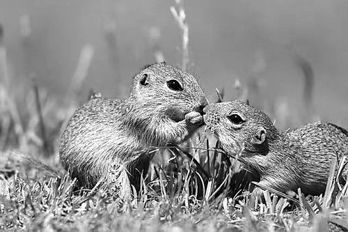 图片来源：PIXABAY