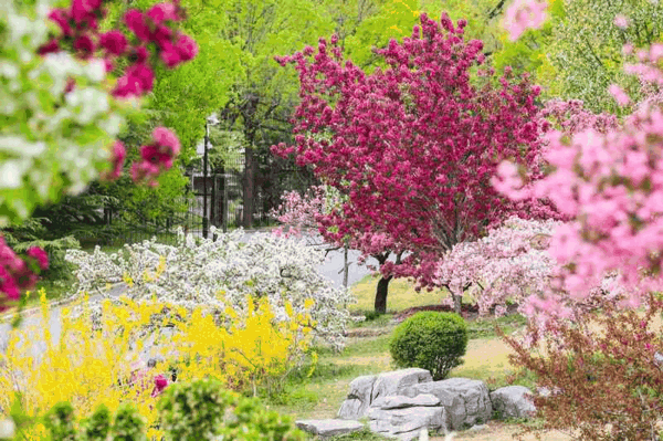 国家植物园春花盛开。国家植物园供图