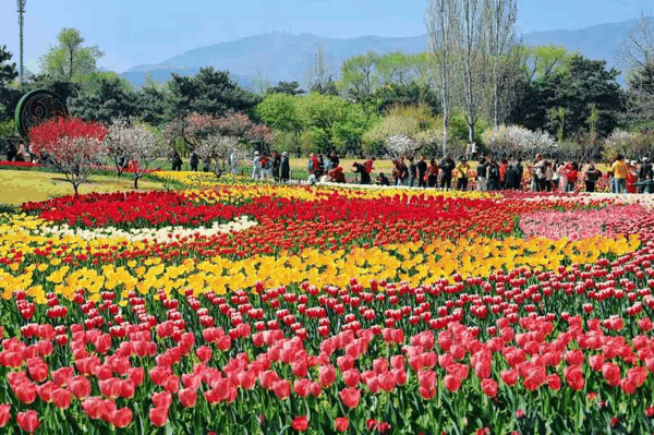 郁金香花海。国家植物园供图