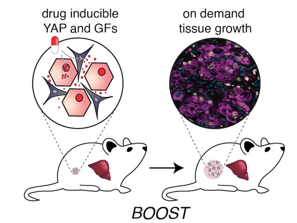（来源：Wyss Institute at Harvard University）
