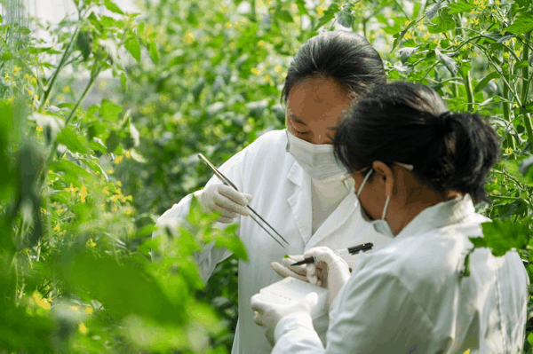 图为山东寿光蔬菜种质资源库的工作人员在蔬菜种植苗圃提取植物样本。记者　徐速绘　摄