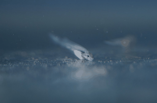 4月14日拍摄的在江安县香炉滩水域发现的长江鲟鱼卵原位孵出的鱼苗。