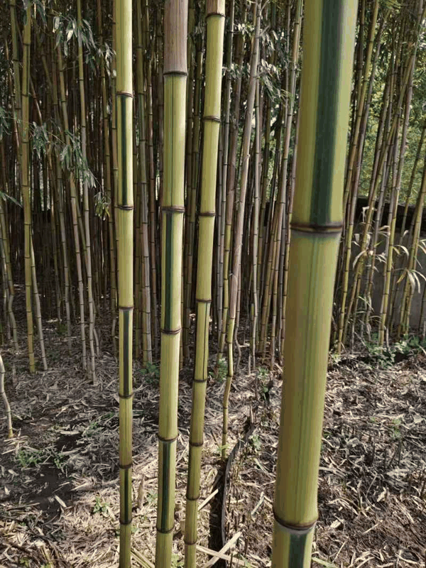 金镶玉竹新秆。受访者供图