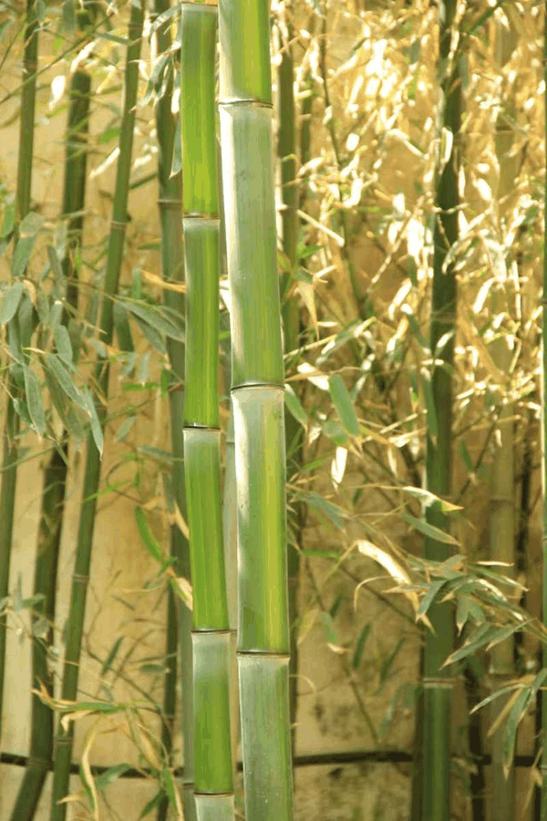 黄槽竹。受访者供图