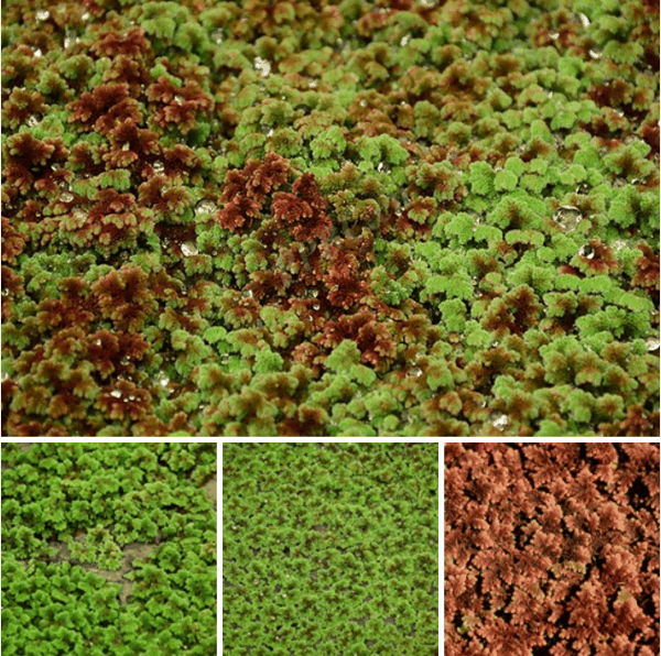细叶满江红蕨（Azolla filiculoides）.png