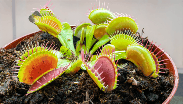捕蝇草（Dionaea muscipula）2.png