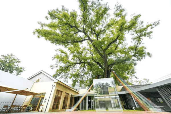 首院大树艺术中心。受访者供图