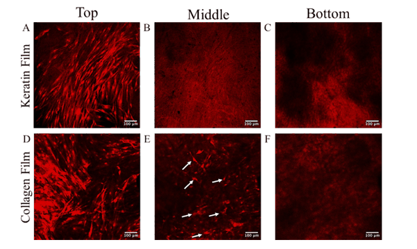 图 3 | 角蛋白膜与胶原蛋白膜的“屏障功能”荧光对比图。上为角蛋白，下为胶原蛋白。（来源：论文）