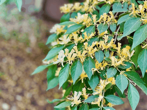 北京丽泽金融商务区附近的忍冬。图/IC photo