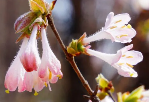 北京忍冬。图/北京市园林绿化宣传中心