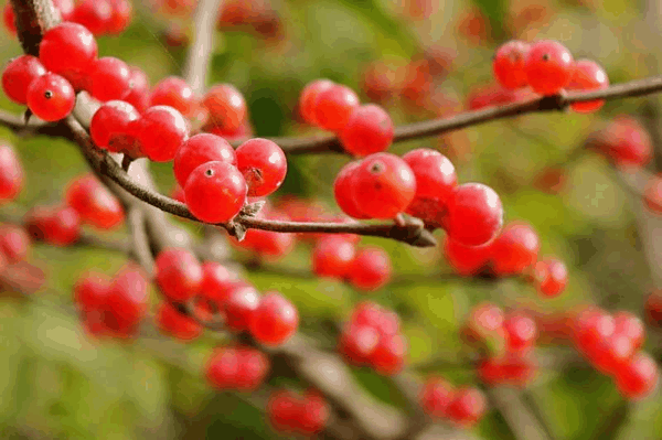 金银忍冬果实晶莹剔透。图/IC photo