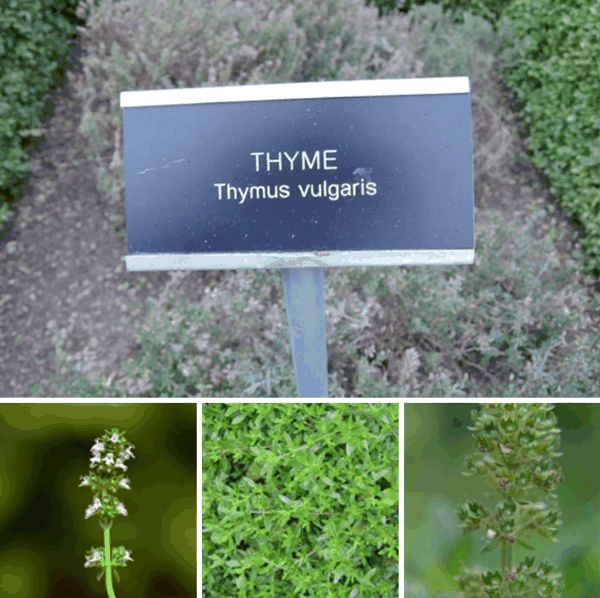 6 普通百里香（Thymus vulgaris）.png