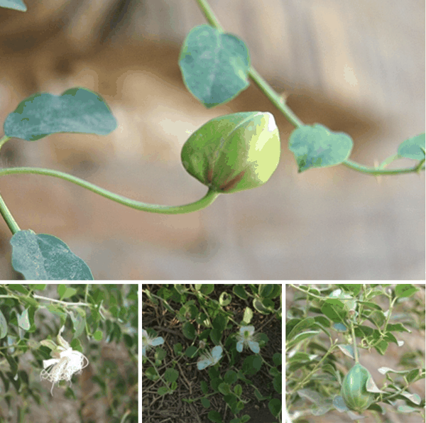 5 刺山柑（Capparis spinosa）.png