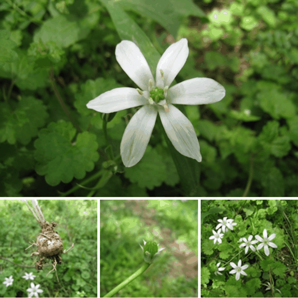 8 伞花虎眼万年青（Ornithogalum umbellatum）.png