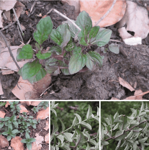 7 欧薄荷（Mentha longifolia）.png