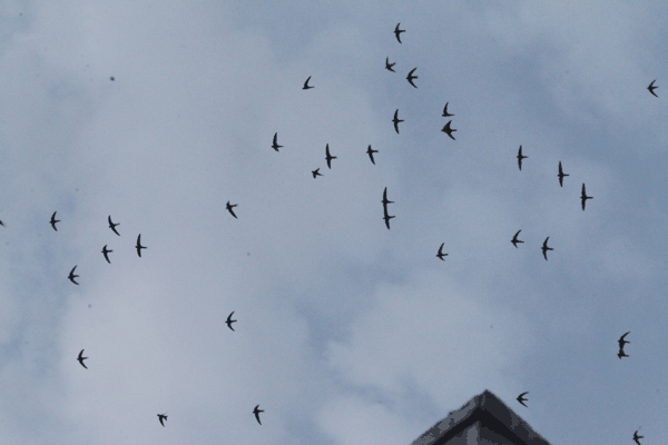 Swifts in Urumqi by MaMing_9948ab.jpg