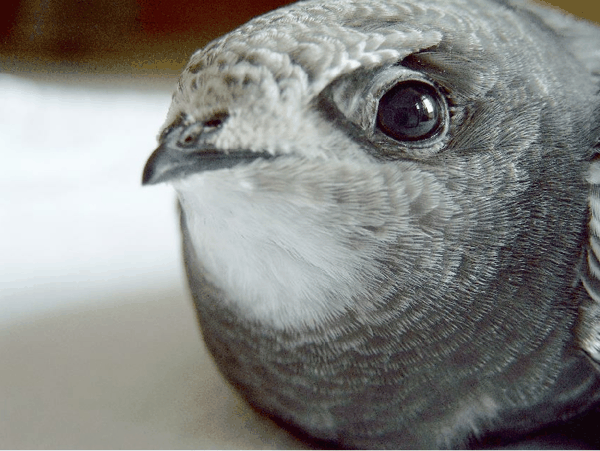 a young bird 26 days old.jpg