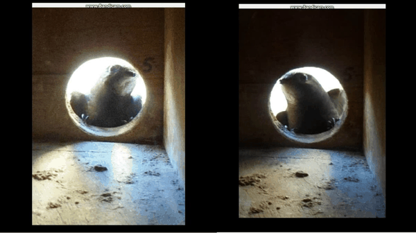 攀爬 such as climbing to the nest entrance 2026b.jpg