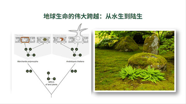 1 地球生命的伟大跨越：从水生到陆生.png