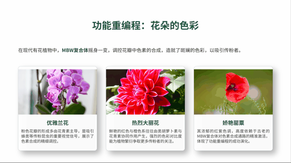 4 功能重编程：花朵的色彩.png