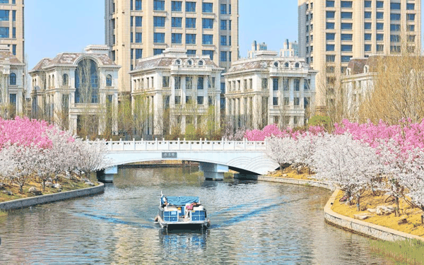 2026年3月31日，亮马河国际风情水岸，游船穿梭在盛开的樱花河道上。新京报记者 王飞 摄