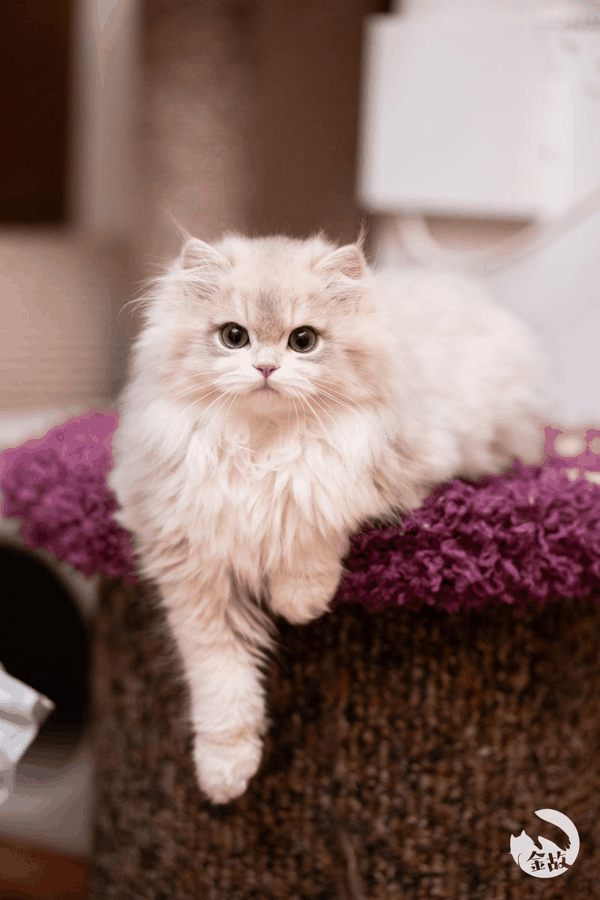 宠物猫“宽宽”。 受访者供图