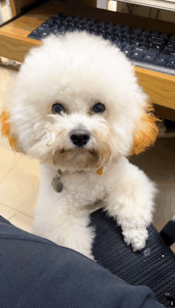 宠物犬“汤圆”。 受访者供图
