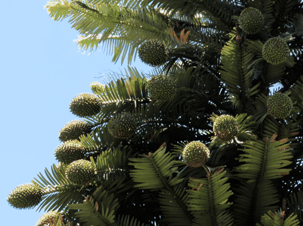 瓦勒迈松（Wollemia nobilis）8.png