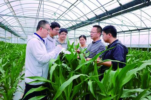 分子植物卓越中心供图