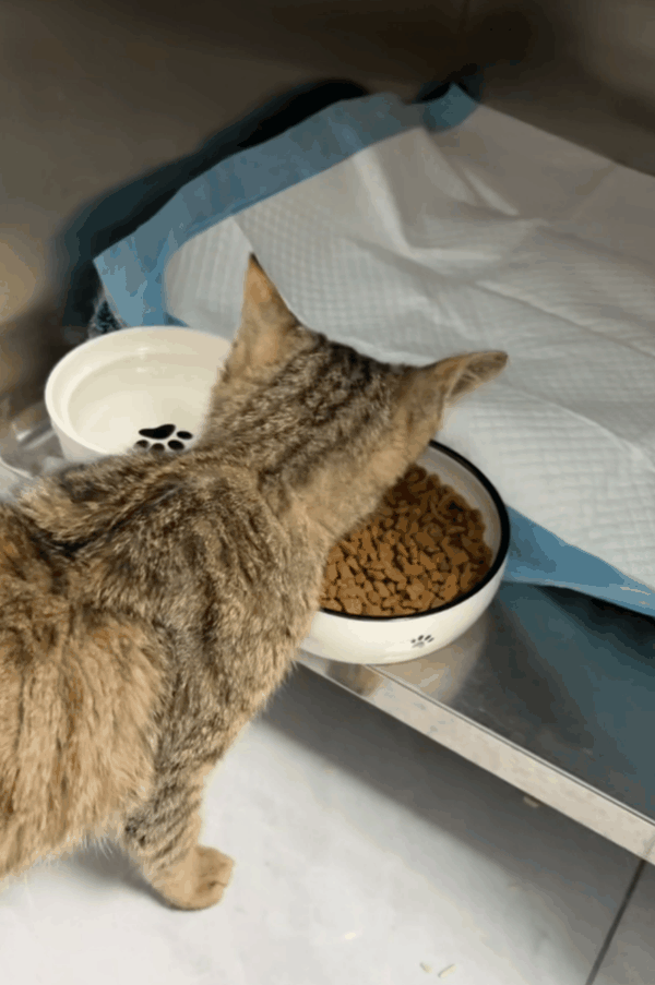 流浪猫“小芝麻”被送到医院的第一天。受访者供图