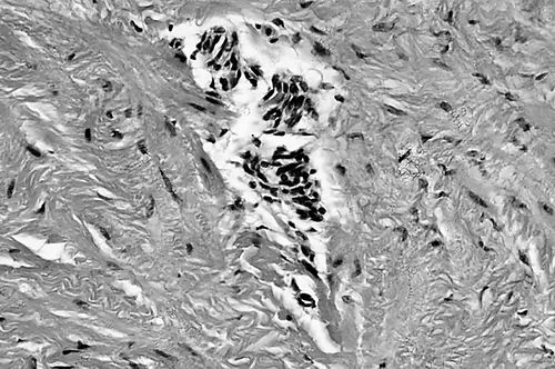 图片来源：SCIENCE PHOTO LIBRARY