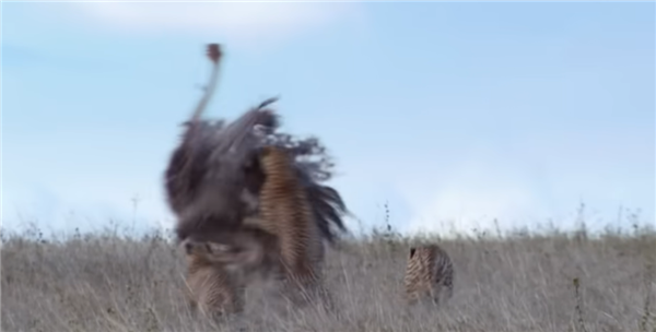  △ 猎豹捕食鸵鸟的过程，图源：BBC Earth