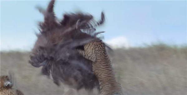  △ 猎豹捕食鸵鸟的过程，图源：BBC Earth
