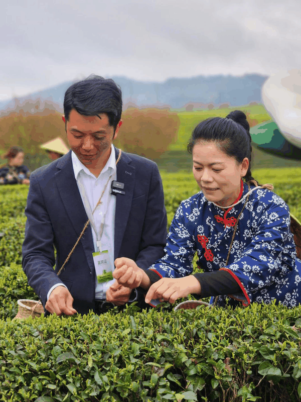 图为胡成龙（左）在茶园直播采茶场景。资料图片