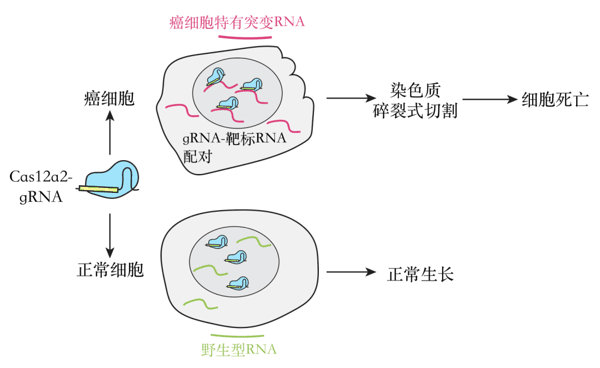 （来源：《自然》）