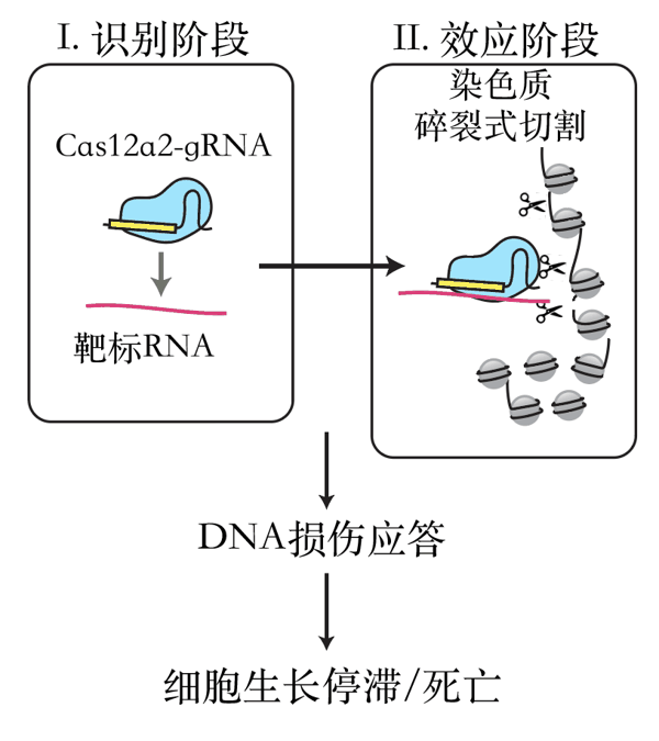 （来源：《自然》）