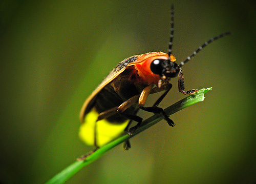 萤火虫成虫特写.png