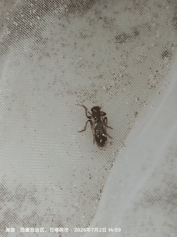 4 饲养树木中孵化出昆虫.jpg