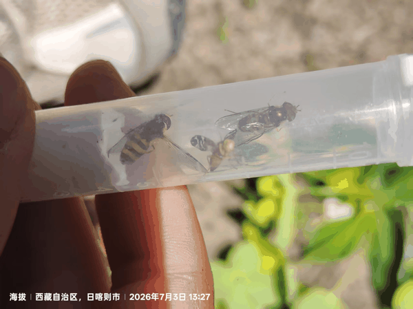 7 收集的食蝇.jpg