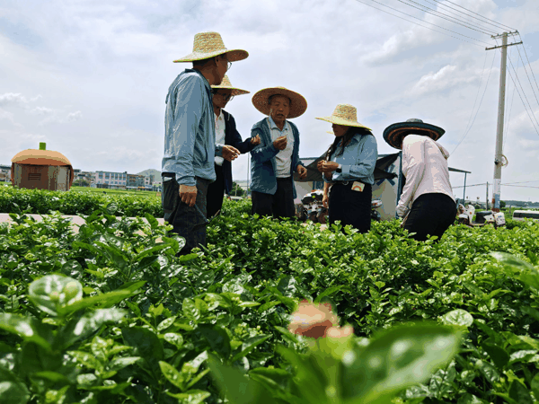 专家在指导洪涝灾后茉莉花复产技术。科技日报记者 刘昊 摄