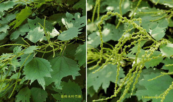 x悬铃木叶苎麻.jpg