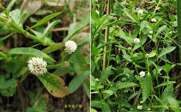 x喜旱莲子草.jpg
