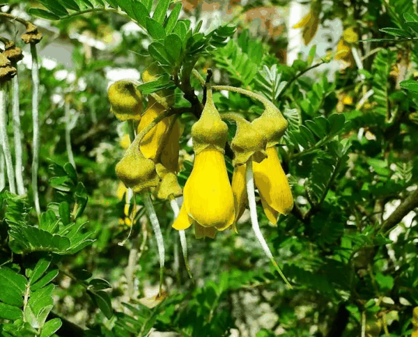3 极危物种复活节岛槐（Sophora toromiro）迁地保育.png